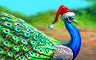 Claire Hart Classic The Peacock and Poinsettia Badge