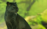 Story Quest The Jungle Book Episode 3 Badge