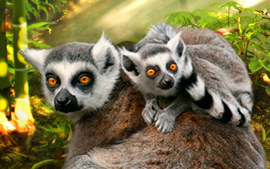 Claire Hart: Secret in the Shadows Leaping Lemur Badge