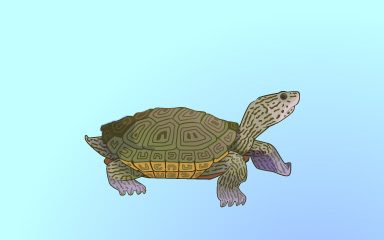 Quinn's Aquarium Hard Case Badge