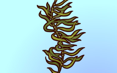 Quinn's Aquarium Call For Kelp Badge