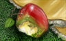 Claire Hart Classic The Poisonous Apple Badge