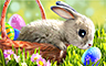 Claire Hart Classic The Bunny Business Badge