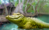 Claire Hart Classic The Honey Island Swamp Badge