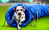 Claire Hart Classic The Agility Course Badge