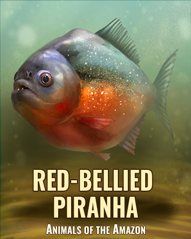 Quinn's Aquarium Red-Bellied Piranha Badge