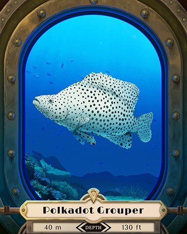 World Class Solitaire HD Polkadot Grouper Deep Sea Creatures Badge