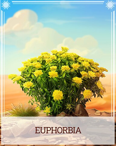 Euphorbia Desert Wonders Badge - Bejeweled Stars