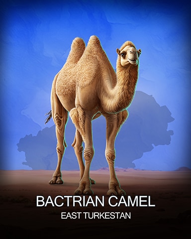 Word Whomp HD Bactrian Camel National Animals Badge
