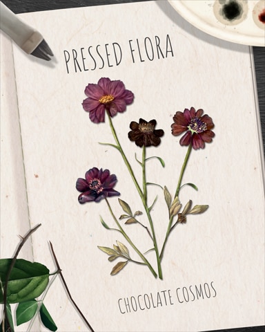 World Class Solitaire HD Chocolate Cosmos Pressed Flora Badge