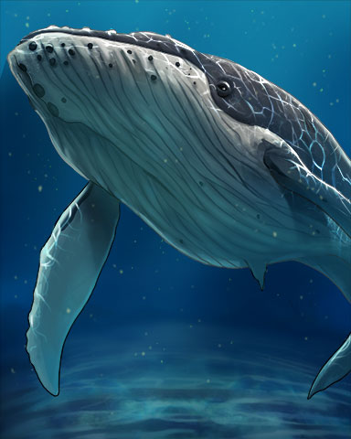 Quinn's Aquarium White Humpback Whale Badge