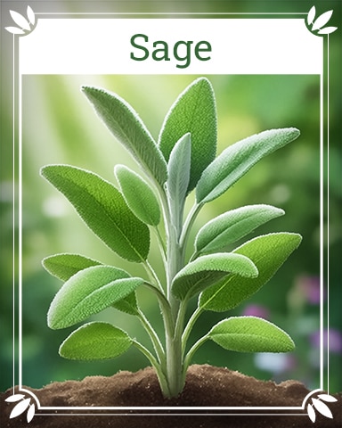 Sage Healing Herbs Badge