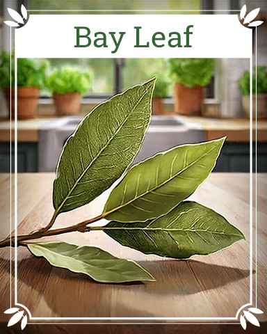 Pogo Bay Leaf Healing Herbs Badge