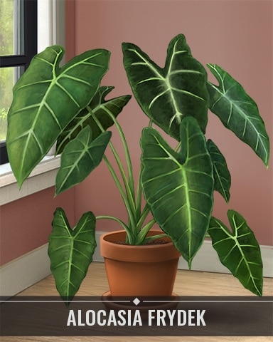 Pogo Canasta HD Alocasia Frydek Houseplants Badge