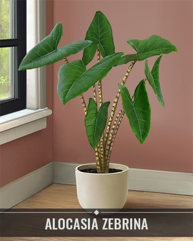 Pogo Aces Up! HD Alocasia Zebrina Houseplants Badge
