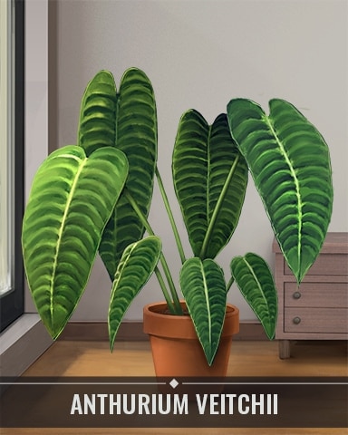 Pogo First Class Solitaire HD Anthurium Veitchii Houseplants Badge