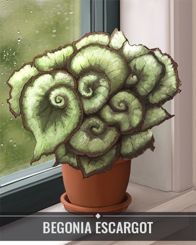 Pogo Jigsaw Treasure Hunter HD Begonia Escargot Houseplants Badge