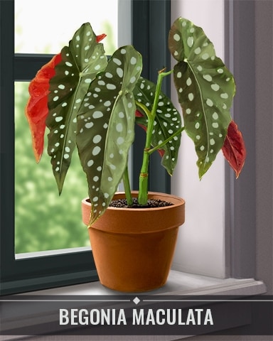 Pogo Bejeweled Stars Begonia Maculata Houseplants Badge