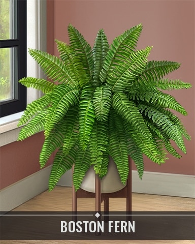 Pogo Lucky Cat Bingo Boston Fern Houseplants Badge