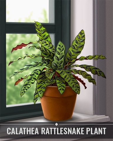 Pogo Matching Moments Calathea Rattlesnake Plant Houseplants Badge
