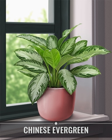 Chinese Evergreen Houseplants Badge - Solitaire Home Story