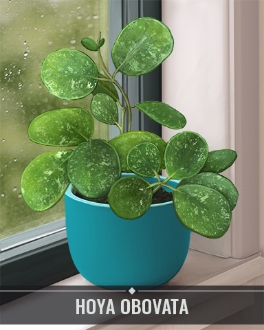 Hoya Obovata Houseplants Badge - Canasta HD