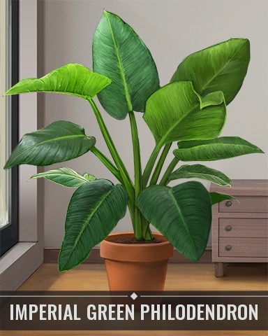 Pogo First Class Solitaire HD Imperial Green Philodendron Houseplants Badge