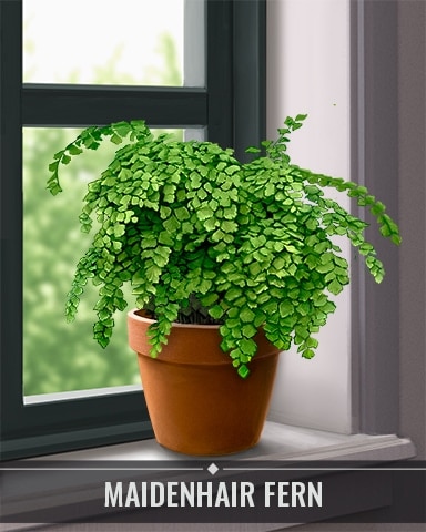 Pogo Sweet Tooth Town Maidenhair Fern