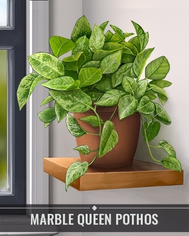 Pogo Poppit! Bingo Marble Queen Pothos Houseplants Badge
