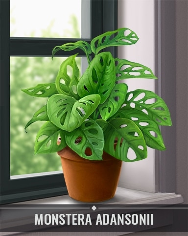 Pogo Jigsaw Treasure Hunter HD Monstera Adansonii Houseplants Badge