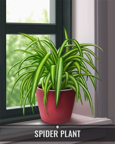 Pogo First Class Solitaire HD Spider Plant Houseplants Badge