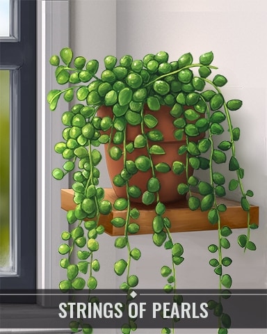 String of Pearls Houseplants Badge - Garden Blast