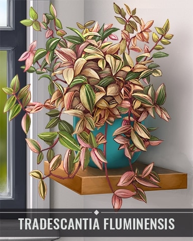 Pogo Mahjong Garden HD Tradescantia Fluminensis Houseplants Badge