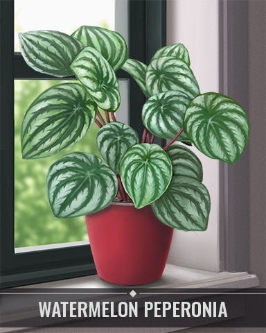 Pogo Aces Up! HD Watermelon Peperomia Houseplants Badge