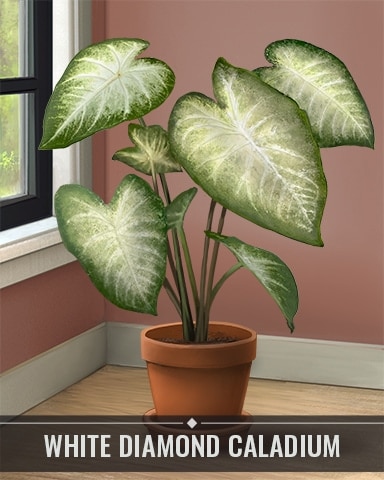 Pogo Jet Set Solitaire White Diamond Caladium Houseplants Badge