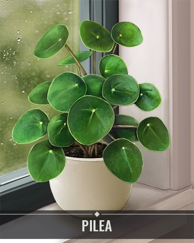 Pogo Jungle Gin HD Pilea Houseplants Badge