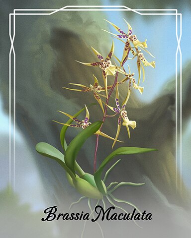 Jigsaw Treasure Hunter HD Brassia Maculata Orchid Badge