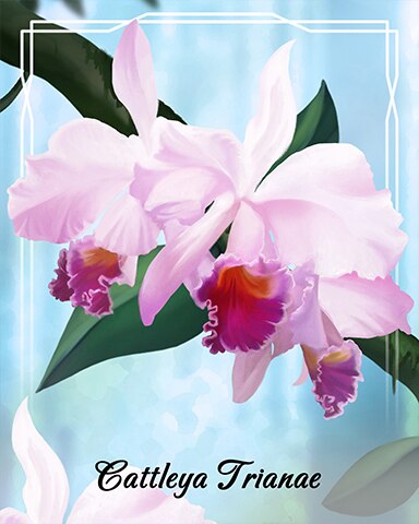 Jungle Gin HD Cattleya Trianae Orchid Badge