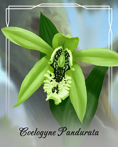 Mahjong Safari HD Coelogyne Pandurata Orchid Badge