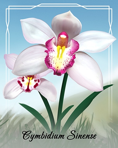 First Class Solitaire HD Cymbidium Sinense Orchid Badge