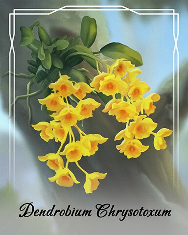 Canasta HD Dendrobium Chrysotoxum Orchid Badge