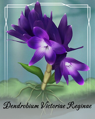 Spades HD Dendrobium Victoriae Reginae Orchid Badge