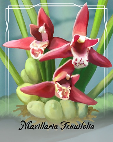 First Class Solitaire HD Maxillaria Tenuifolia Orchid Badge