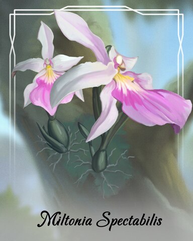 World Class Solitaire HD Miltonia Spectabilis Orchid Badge