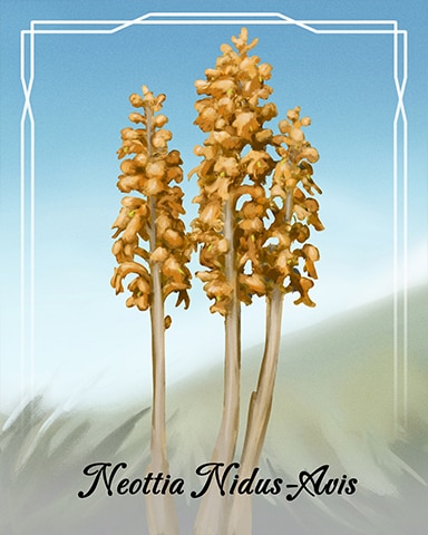 Mahjong Safari HD Neottia Nidus Avis Orchid Badge