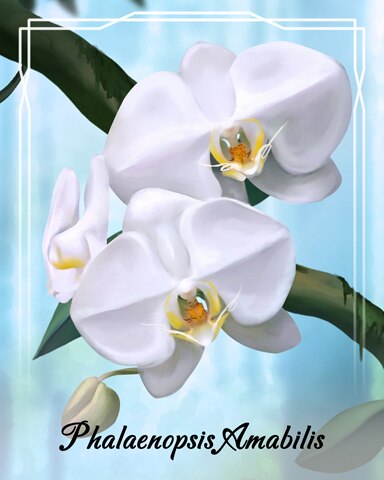 Thousand Island Solitaire HD Phalaenopsis Amabilis Orchid Badge