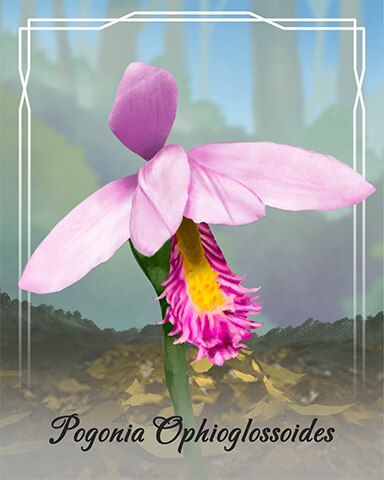 Word Whomp HD Pogonia Ophioglossoides Orchid Badge