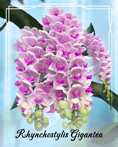 Quinn's Aquarium Rhynchostylis Gigantea Orchid Badge