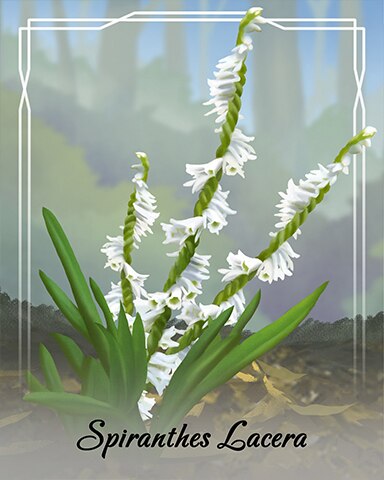Jungle Gin HD Spiranthes Lacera Orchid Badge