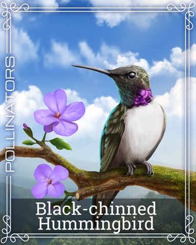 Pogo Black-chinned Hummingbird Pollinators Badge